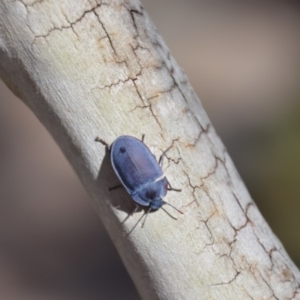 Pterohelaeus planus at Wamboin, NSW - 16 Mar 2018