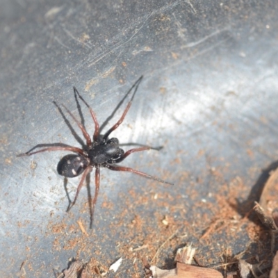 Zodariidae (family) (Unidentified Ant spider or Spotted ground spider) at Wamboin, NSW - 9 Aug 2018 by natureguy
