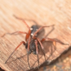 Zodariidae (family) at Wamboin, NSW - 9 Aug 2018