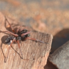 Zodariidae (family) at Wamboin, NSW - 9 Aug 2018