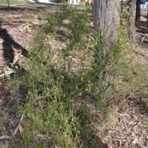 Clematis leptophylla at Forde, ACT - 15 Sep 2018