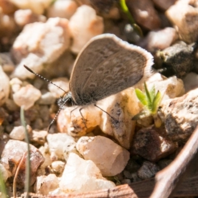 Zizina otis (Common Grass-Blue) at Tidbinbilla Nature Reserve - 30 Sep 2018 by SWishart