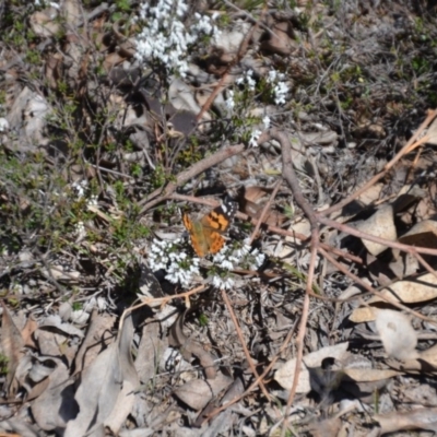 Vanessa kershawi (Australian Painted Lady) at Forde, ACT - 15 Sep 2018 by natureguy