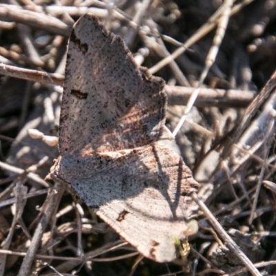 Dissomorphia australiaria (Dissomorphia australiaria) at Paddys River, ACT - 30 Sep 2018 by SWishart