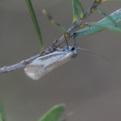 Philobota ellenella (a Concealer Moth) at Paddys River, ACT - 30 Sep 2018 by SWishart