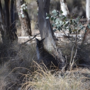 Notamacropus rufogriseus at Amaroo, ACT - 15 Sep 2018 04:37 PM