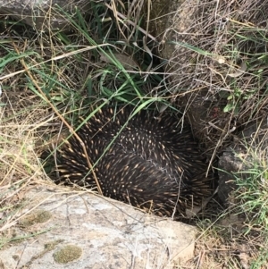 Tachyglossus aculeatus at Cooleman Ridge - 1 Oct 2018