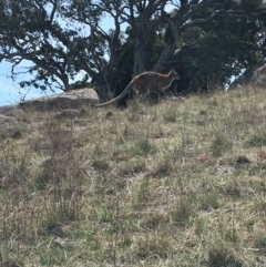 Notamacropus rufogriseus (Red-necked Wallaby) at Cooleman Ridge - 1 Oct 2018 by KL