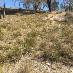 Dianella revoluta var. revoluta (Black-Anther Flax Lily) at Attunga Point - 5 Oct 2018 by ruthkerruish