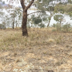 Dianella revoluta var. revoluta at Yarralumla, ACT - 5 Oct 2018 11:18 AM