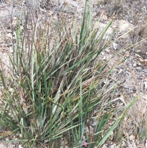 Dianella revoluta var. revoluta at Yarralumla, ACT - 5 Oct 2018 11:18 AM