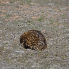 Tachyglossus aculeatus (Short-beaked Echidna) at Amaroo, ACT - 15 Sep 2018 by natureguy