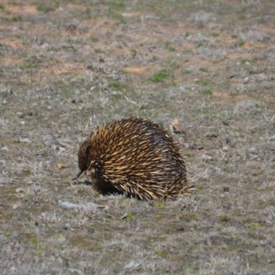 Tachyglossus aculeatus (Short-beaked Echidna) at Mulligans Flat - 15 Sep 2018 by natureguy