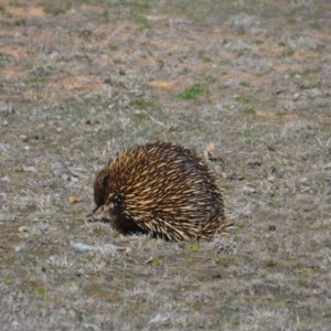 Tachyglossus aculeatus at Amaroo, ACT - 15 Sep 2018 05:19 PM