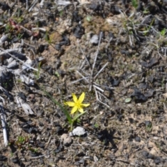 Pauridia sp. (Star Grass) at Amaroo, ACT - 15 Sep 2018 by natureguy