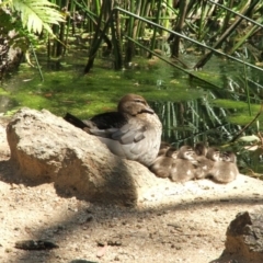 Chenonetta jubata (Australian Wood Duck) at ANBG - 20 Oct 2007 by Alison Milton