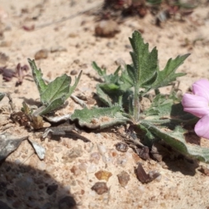 Convolvulus angustissimus subsp. angustissimus at Molonglo River Reserve - 1 Oct 2018