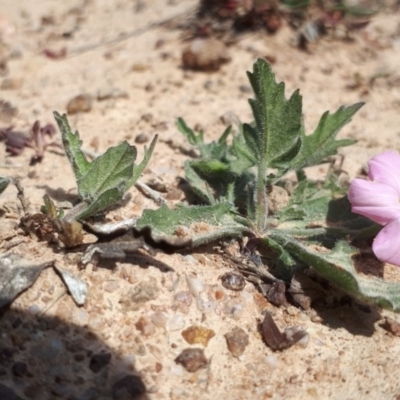 Convolvulus angustissimus subsp. angustissimus (Australian Bindweed) at Molonglo River Reserve - 1 Oct 2018 by purple66