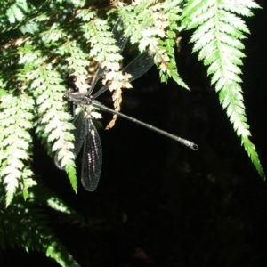 Austroargiolestes icteromelas at Acton, ACT - 21 Jan 2006