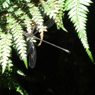 Austroargiolestes icteromelas (Common Flatwing) at ANBG - 21 Jan 2006 by Alison Milton