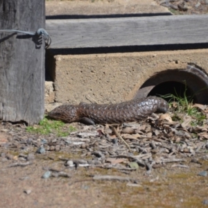 Tiliqua rugosa at Amaroo, ACT - 15 Sep 2018