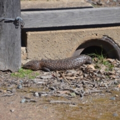 Tiliqua rugosa at Amaroo, ACT - 15 Sep 2018