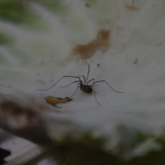 Opiliones (order) at QPRC LGA - 20 Sep 2018 09:14 PM