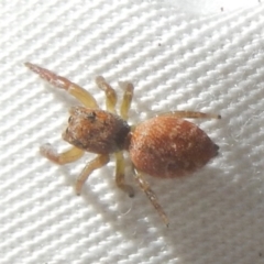 Unidentified Jumping or peacock spider (Salticidae) at Ainslie, ACT - 30 Sep 2018 by MichaelMulvaney