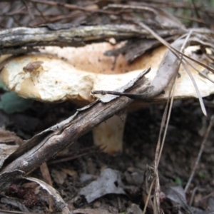 Lactarius deliciosus at Wamboin, NSW - 27 Mar 2012