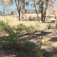 Daviesia mimosoides at Yarralumla, ACT - 30 Sep 2018 01:30 PM