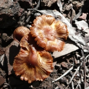 zz agaric (stem; gills white/cream) at Wamboin, NSW - 24 Jul 2010