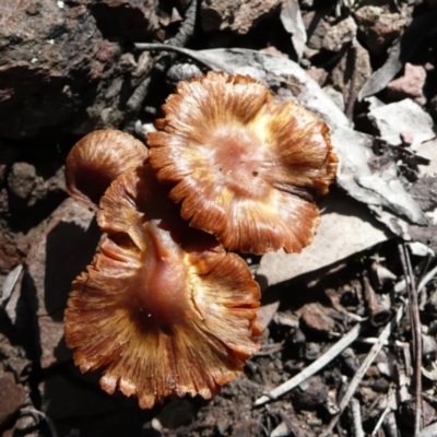 zz agaric (stem; gills white/cream) at Wamboin, NSW - 24 Jul 2010 by natureguy