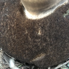 Phlebopus marginatus at Majura, ACT - 1 Oct 2018