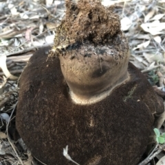 Phlebopus marginatus at Majura, ACT - 1 Oct 2018