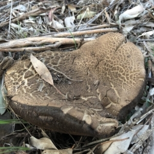 Phlebopus marginatus at Majura, ACT - 1 Oct 2018