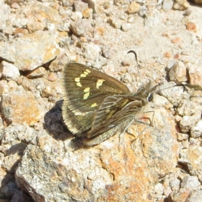 Herimosa albovenata (White-veined Sand-skipper) at Tuggeranong Hill - 1 Oct 2018 by owenh