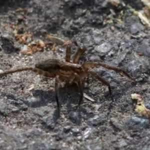 Miturga sp. (genus) at Tidbinbilla Nature Reserve - 1 Oct 2018