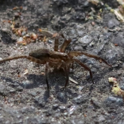 Miturga sp. (genus) (Unidentified False wolf spider) at Paddys River, ACT - 30 Sep 2018 by JudithRoach