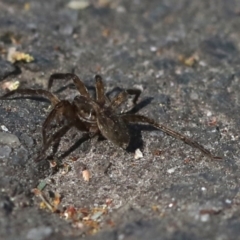 Miturga sp. (genus) at Tidbinbilla Nature Reserve - 1 Oct 2018