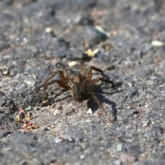 Miturga sp. (genus) at Tidbinbilla Nature Reserve - 1 Oct 2018