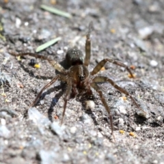 Miturga sp. (genus) (Unidentified False wolf spider) at Paddys River, ACT - 23 Sep 2018 by JudithRoach