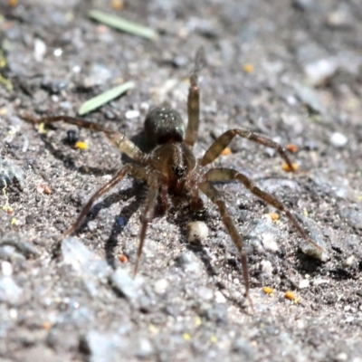 Miturga sp. (genus) (Unidentified False wolf spider) at Tidbinbilla Nature Reserve - 23 Sep 2018 by JudithRoach