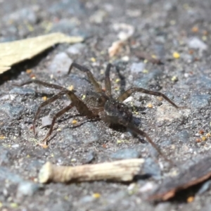 Miturga sp. (genus) at Tidbinbilla Nature Reserve - 23 Sep 2018