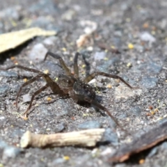 Miturga sp. (genus) at Tidbinbilla Nature Reserve - 23 Sep 2018 12:01 PM