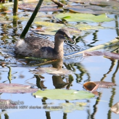 Tachybaptus novaehollandiae (Australasian Grebe) at Burrill Lake, NSW - 23 Sep 2018 by Charles Dove