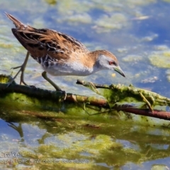 Zapornia pusilla (Baillon's Crake) at Burrill Lake, NSW - 26 Sep 2018 by CharlesDove