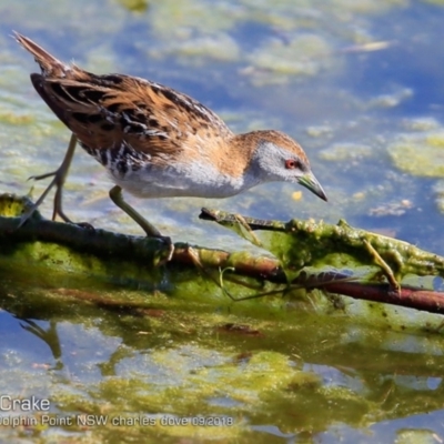 Zapornia pusilla (Baillon's Crake) at Burrill Lake, NSW - 25 Sep 2018 by Charles Dove