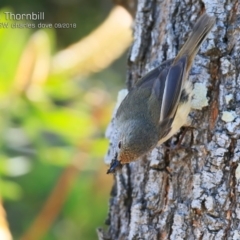 Acanthiza pusilla (Brown Thornbill) at Milton, NSW - 27 Sep 2018 by CharlesDove