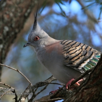 Ocyphaps lophotes (Crested Pigeon) at Undefined - 28 Sep 2018 by CharlesDove
