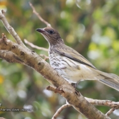 Sphecotheres vieilloti (Australasian Figbird) at Undefined - 28 Sep 2018 by CharlesDove